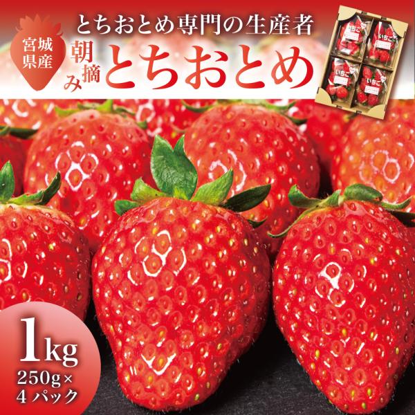 【2025-26年度 販売中 送料無料 *沖縄離島追加料金あり】朝摘み とちおとめ 宮城県産 いちご...