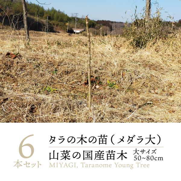 【2024年 販売中】山菜 タラの木 刺なし 苗木 大サイズ(50〜80cm) 6本｜タラノキ たら...