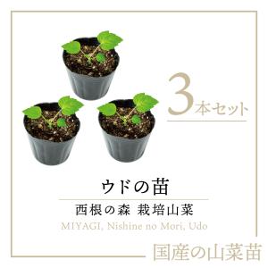 西根の森 うどの苗 ポッド苗 3本｜ ウド 苗木 栽培 ガイド付き
