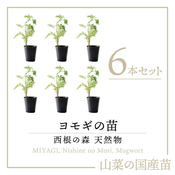 【2025年度 販売中 天然山菜 ヨモギ 苗】西根の森 天然山菜の苗 ヨモギのポット苗 6本｜よもぎ...