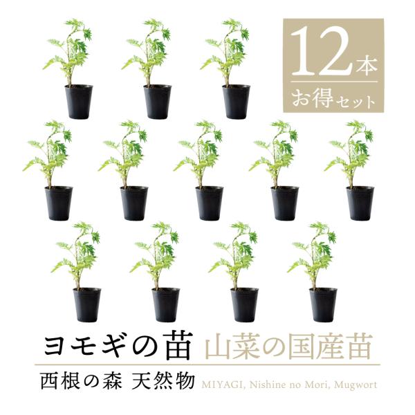 【2025年度 販売中 天然山菜 ヨモギ 苗】西根の森 天然山菜の苗 ヨモギのポット苗 12本｜よも...
