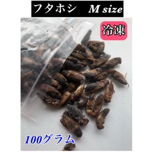 冷凍フタホシコオロギ Mサイズ 100g