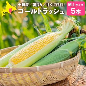 とうもろこし 甘い ゴールドラッシュ Ｌ〜Mサイズ5本入り 北海道十勝産 朝採り 一番果 送料無料（沖縄県を除く）