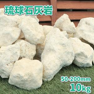 琉球石灰岩 50-200mm 10kg / 庭石 庭 おしゃれ 石 置き石 白 ベージュ 種類 石灰岩 ロックガーデン 洋風 花壇 縁石 置き方 置くだけ 沖縄 南国 リゾート｜tokaijari