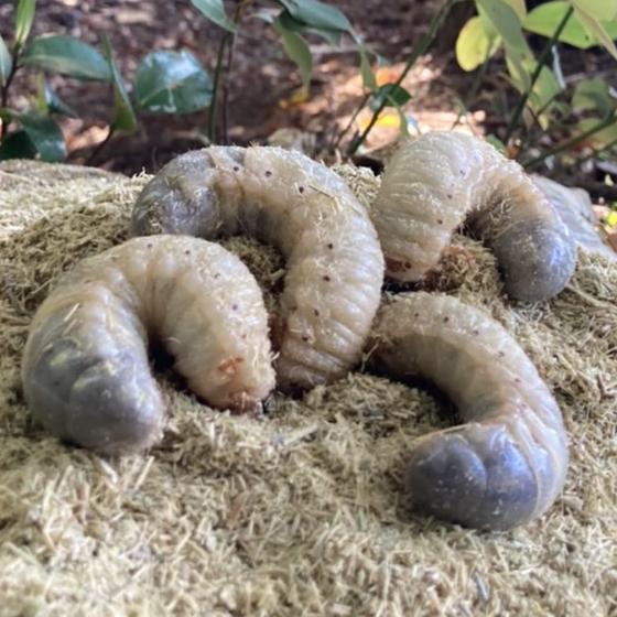 カブトムシ幼虫　3匹セット（飼育用竹粉マット1袋と幼虫1匹おまけ付）