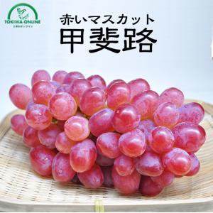 ぶどう 甲斐路 2kg 3~4房 山梨産 送料無料 贈答 ギフト 敬老の日 お供え お彼岸 進物 快気祝い フルーツ 果物 くだもの 通販 秋山農園