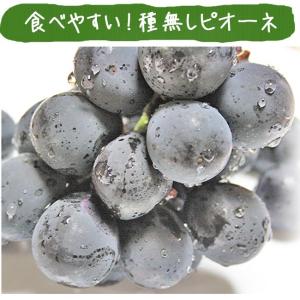 ピオーネ 2kg 3~4房 ぶどう 山梨 送料...の詳細画像1
