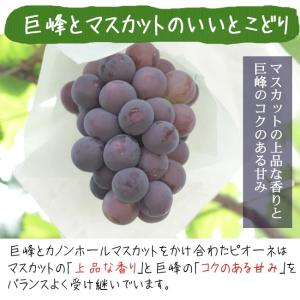 ピオーネ 2kg 3~4房 ぶどう 山梨 送料...の詳細画像3