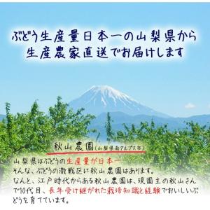 ピオーネ 2kg 3~4房 ぶどう 山梨 送料...の詳細画像4