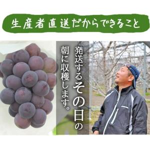 ピオーネ 2kg 3~4房 ぶどう 山梨 送料...の詳細画像5