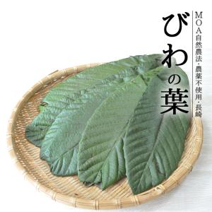 びわの葉 送料無料 30枚入 無農薬 びわ茶 びわの葉茶 びわの葉エキス 長崎 ビワの葉 枇杷の葉 農園直送 しげさん農園