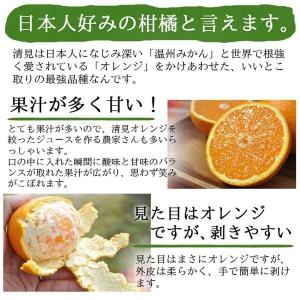 清見 清見オレンジ 5kg 送料無料 清見タン...の詳細画像2