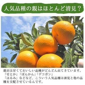 清見 清見オレンジ 5kg 送料無料 清見タン...の詳細画像3
