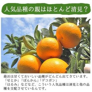 清見 清見オレンジ 5kg 送料無料 清見タン...の詳細画像3