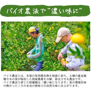 清見 清見オレンジ 5kg 送料無料 清見タン...の詳細画像5