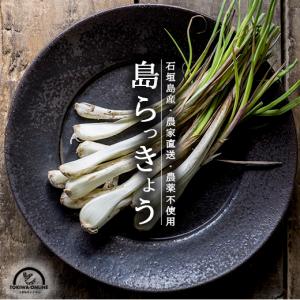 島らっきょう 生 1kg（2026年度産 新物入荷） /沖縄 伊江島産 : 沖縄