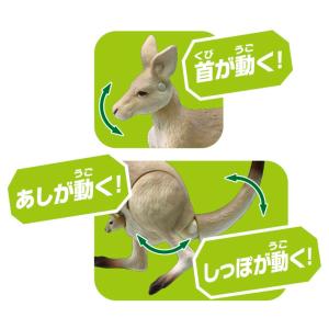 アニア AS-21 オオカンガルーの詳細画像3