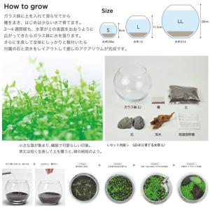 特価ブランド 新品特売 Ll 5個入 種 種子 栽培キット 栽培セット 育てる水草 Ll 5個入