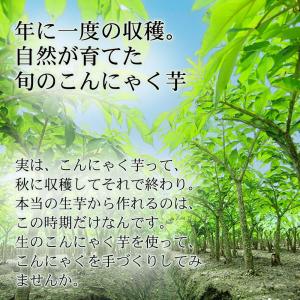 こんにゃく芋 早掘り 5キロ 国産 新物 令和...の詳細画像2