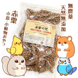 無農薬 天然無添加 赤粟 粟 小鳥 小動物 おやつ 穀物 天然素材 約300ｇ 小鳥の餌 フード インコ ハムスター【☆60】/赤粟の穂300g｜toku109shop