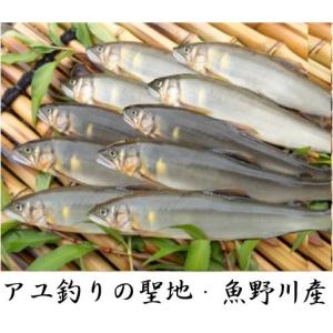 新潟県魚野川産 天然鮎 活〆-６０．０℃急速冷凍 １０匹 LLサイズ（111.0ｇ〜125.0ｇ）｜tokusanuonuma