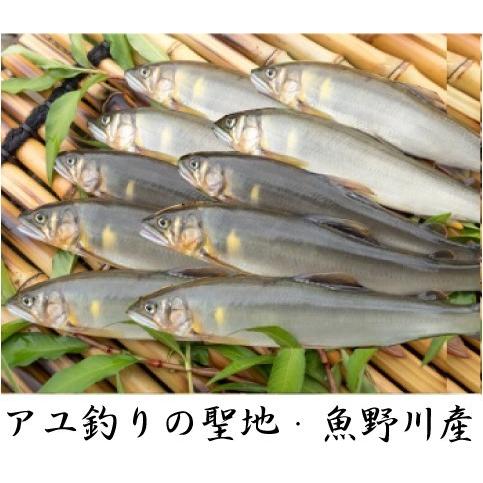 新潟県魚野川産 天然鮎 活〆-６０．０℃急速冷凍 １０匹 LLサイズ（111.0ｇ〜125.0ｇ）