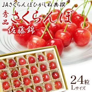 さくらんぼ 佐藤錦 ギフト化粧箱 手詰め 24粒 Lサイズ 山形県産 産地直送 サクランボ チェリー フルーツ 果物 桜桃 送料無料 6月中旬頃から発送開始｜tokusanya