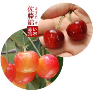 さくらんぼ 佐藤錦 ギフト化粧箱 手詰め 24...の詳細画像3