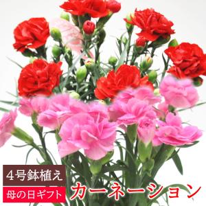 マユハケオモト ピンク花種 赤花 眉刷毛万年青 4.5号鉢 素焼き鉢 苗