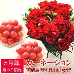 【母の日ギフト5/6-5/11に発送】花 ギフト プレゼント 花とフルーツセット カーネーション 鉢植え 佐藤錦 さくらんぼ 100g　2個入り｜やまがた特産屋