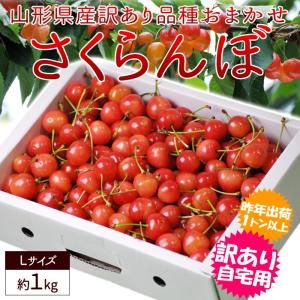 さくらんぼ 佐藤錦 紅秀峰 など 品種おまかせ 山形県産 訳あり 約1kg バラ直詰め Ｌサイズ 家庭用 品種おまかせ お試し用【6月中旬頃から出荷開始】｜やまがた特産屋