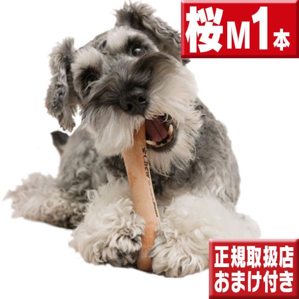 chew 桜 Ｍ１本 犬 おもちゃ 噛む 骨型