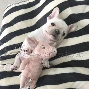 豚 ぬいぐるみ 犬用おもちゃ の商品一覧 犬用品 ペット用品 生き物 通販 Yahoo ショッピング