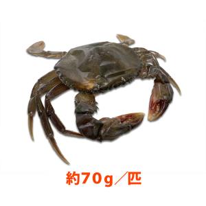 訳あり まるずわいがに 1kg かに カニ 蟹 オオエンコウガニ おおえんこうがに マルズワイガニ 丸ズワイガニ 33k カニパラダイス 通販 Yahoo ショッピング