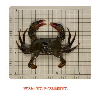ソフトシェルクラブ 一匹(約48g/匹)の詳細画像1