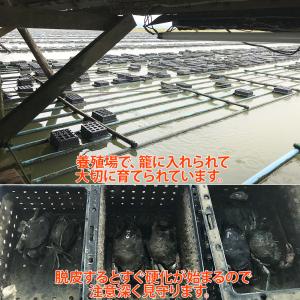 ソフトシェルクラブ 一匹(約48g/匹)の詳細画像3