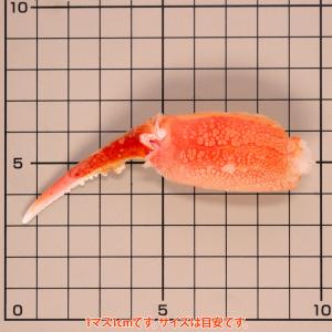ボイルずわいがに蟹爪(一本爪) 2L 一爪(約...の詳細画像1