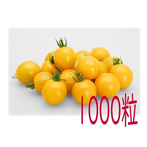 【入荷次第出荷】カネコ種苗　ＴＹイエローミミ　ミニトマト　１０００粒
