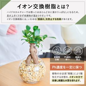 【販売実績10,000個突破】栄養剤 ハイドロ...の詳細画像5