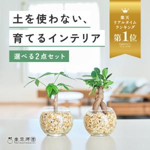【販売実績10,000個突破】 観葉植物 選べ...の詳細画像1