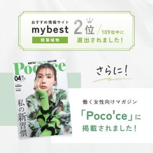 【販売実績10,000個突破】 観葉植物 選べ...の詳細画像4