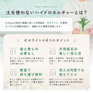 【販売実績10,000個突破】 観葉植物 選べ...の詳細画像5