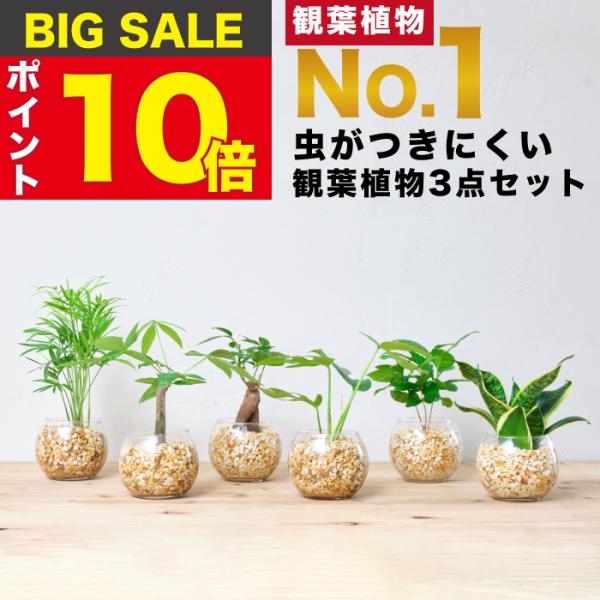 【販売実績10,000個突破】 観葉植物 選べる3点 セット 本物  ガジュマル パキラ サンスベリ...