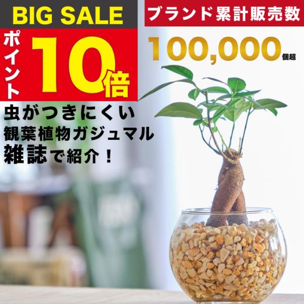 【販売実績10,000個突破】ガジュマル ガジュマルの木 観葉植物 本物 ミニ 東京寿園 土を使わな...