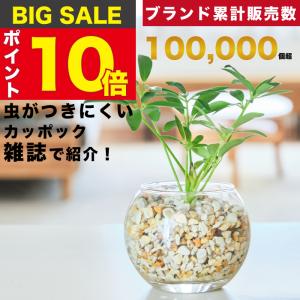 観葉植物：フィカス ベンジャミン レジナルド*プラポット : 遊恵盆栽