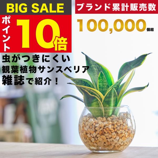 【販売実績10,000個突破】サンスベリア ハニーボニー 観葉植物 本物 ミニ 東京寿園 土を使わな...