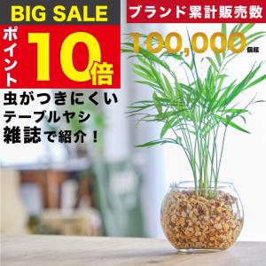 テーブルヤシ エレガンス 陶器鉢植え 丸型 ホワイト 観葉植物 卓上