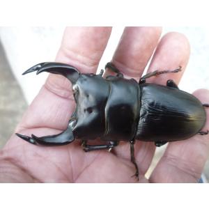 【春ブリOK】Ａ-ＬＩＮＥ　♂７４．０ｍｍ　♀４７．０mm　ペア　【エッジの効いた極顎太系】　国産オオクワガタ　新成虫　未使用