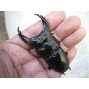 【春ブリOK】Ａ-ＬＩＮＥ　♂７０．０ｍｍ　♀４６．０mm　ペア　【エッジの効いた極顎太系】　国産オオクワガタ　新成虫　未使用