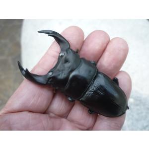 【春ブリOK】Ａ-ＬＩＮＥ　♂６９．５ｍｍ　♀４５．５mm　ペア　【エッジの効いた極顎太系】　国産オオクワガタ　新成虫　未使用